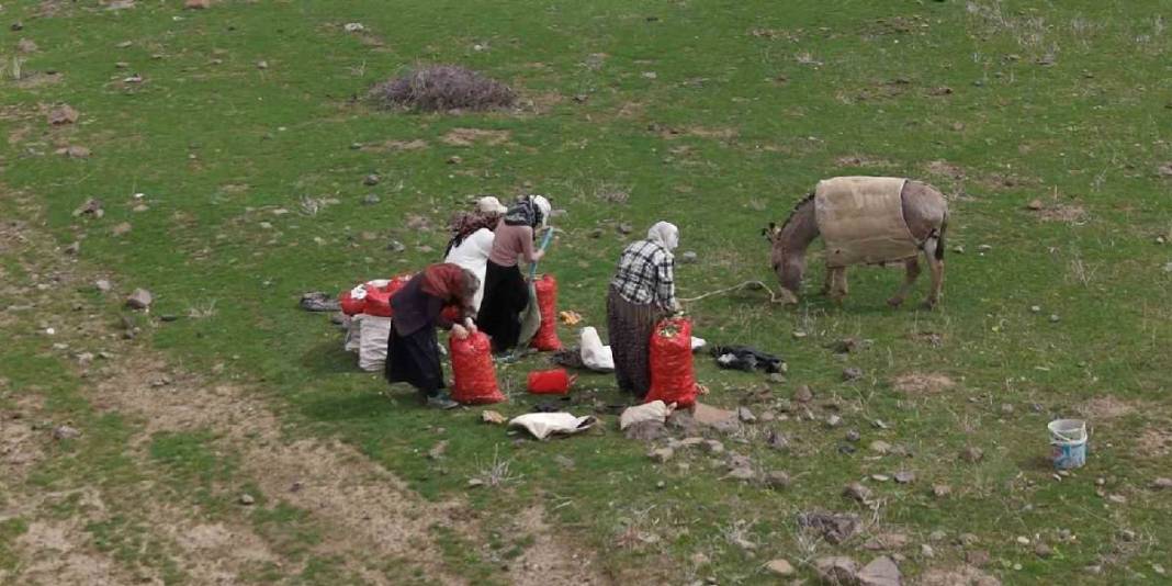 Tüccarlar kilosunu 50 TL’den alıyor: Köylünün geçim kaynağı haline geldi 1